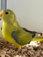 Elegant parkiet, Dieren en Toebehoren, Vrouwelijk, Parkiet, Geringd