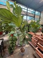 Ficus lyrata 2-3m – Meerdere groeivormen, Ophalen, Zomer, Volle zon, Overige soorten