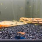 Uitgeselecteerde Neocaridina-garnalenmix Verzenden / afhalen, Kreeft, Krab of Garnaal, Zoetwatervis, Schoolvis