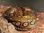 1.0 SD netpython motley hogs 2 meter evt ruil retics, Dieren en Toebehoren, Reptielen en Amfibieën, Slang, 3 tot 6 jaar
