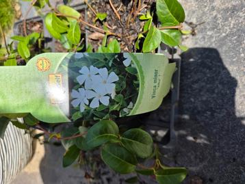 Ruilen voor de roze Lythrum salicaria ‘Blush kattenstaart beschikbaar voor biedingen