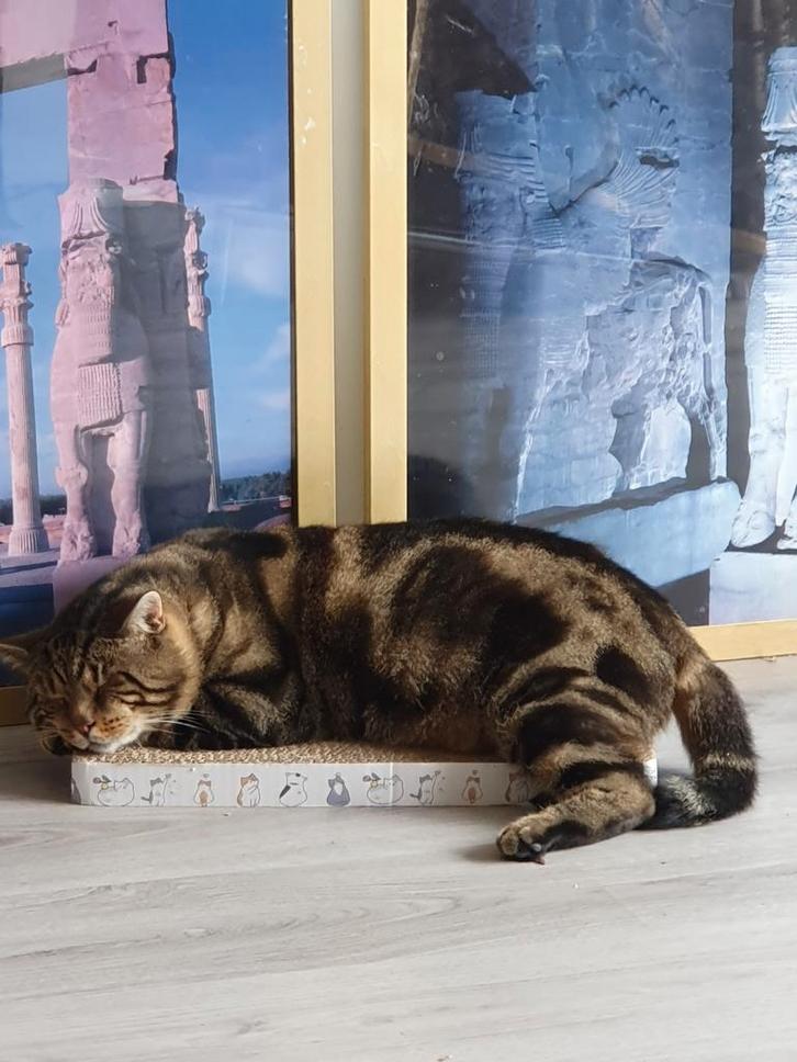 Kat, Dieren en Toebehoren, Katten en Kittens | Raskatten | Langhaar, Kater, 3 tot 5 jaar, Gechipt, Ontwormd