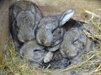 Jonge tamme konijntjes Vlaamse Reus wildkleur, Mannelijk, Groot, 0 tot 2 jaar