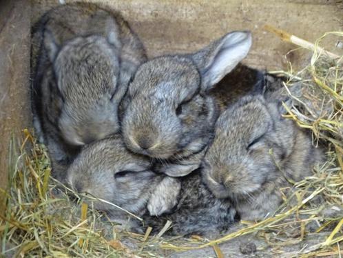 Jonge tamme konijntjes Vlaamse Reus wildkleur, Dieren en Toebehoren, Konijnen, Groot, Mannelijk, 0 tot 2 jaar