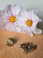 Zaden cosmea wit/ tint roze, 30 stuks, Ophalen of Verzenden, Voorjaar, Volle zon, Zaad