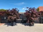 Japanse edoorn Acer Palmatum Bloodgood XXL, Bloeit niet, Overige soorten, 250 tot 400 cm, Ophalen