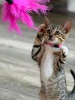 3/4 bengaal kittens, Meerdere dieren, Ontwormd, 0 tot 2 jaar