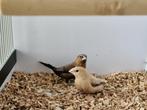 Zilverbekjes | Tropische vogels | Passend advies, Dieren en Toebehoren, Vogels | Kanaries, Meerdere dieren, Kleurkanarie