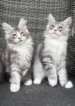 Maine coon kittens met stamboom zoeken een goed tehuis, Dieren en Toebehoren, Meerdere dieren, Gechipt, 0 tot 2 jaar