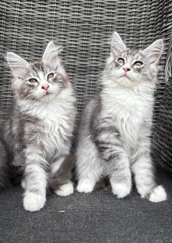 Maine coon kittens met stamboom zoeken een goed tehuis, Dieren en Toebehoren, Katten en Kittens | Raskatten | Langhaar, Meerdere dieren