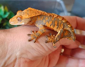 Wimpergekko man frogbutt  beschikbaar voor biedingen