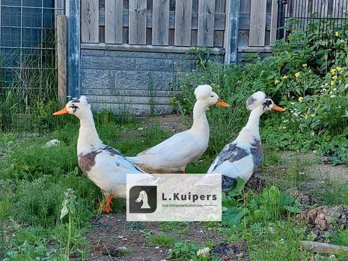 Broedeieren oud-hollandse kuifeenden, kuifeend, eend, Dieren en Toebehoren, Pluimvee | Toebehoren, Nieuw, Overige typen, Ophalen of Verzenden
