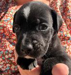 Stafford-kruising puppy’s zoeken hun forever home!, 8 tot 15 weken, Meerdere dieren, Eén hond, Middel