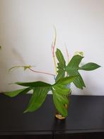 Philodendron Florida Ghost stekken, Huis en Inrichting, Kamerplanten, Ophalen, Overige soorten, Minder dan 100 cm
