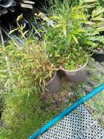Bamboe  en hazelnoteboom, Ophalen, Bloeit niet, Overige soorten
