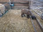Suffolk ram, Dieren en Toebehoren, Schapen, Geiten en Varkens, Mannelijk, Schaap, 0 tot 2 jaar