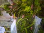 Anacitrus baby's, Dieren en Toebehoren, Vissen | Aquariumvissen, Vis