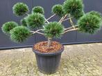 Pinus nigra Brepo, Tuin en Terras, Vaste plant, Ophalen, Bloeit niet, Volle zon