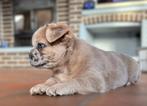 fluffy franse bulldog pups, stamboom, verzekering, garantie, Dieren en Toebehoren, Honden | Bulldogs, Pinschers en Molossers, België