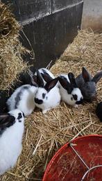 Lotharinger konijnen (groot!) TE KOOP, Meerdere dieren, Groot, 0 tot 2 jaar