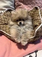 Raszuivere Pomeriaan pup, Dieren en Toebehoren, Honden | Poolhonden, Keeshonden en Oertypen, Particulier, 8 tot 15 weken, Buitenland