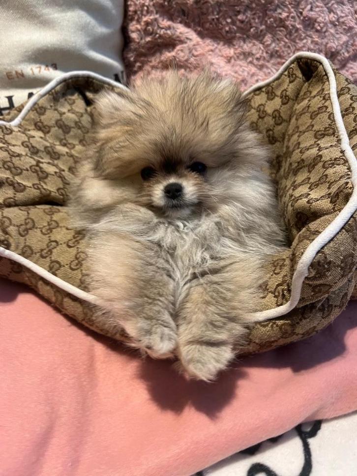 Raszuivere Pomeriaan pup, Dieren en Toebehoren, Honden | Poolhonden, Keeshonden en Oertypen, Teef, Keeshond, Particulier, Eén hond