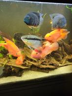 6x bloodparrot zuid maerika cichlide gaan alleen samen weg, Vis, Zoetwatervis