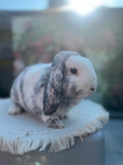 Raszuivere NHD voedster🩷, Dieren en Toebehoren, Konijnen, Vrouwelijk