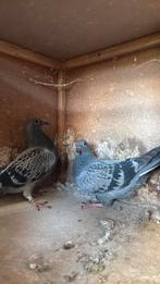 Nestmaatjes overnachting, Meerdere dieren, Postduif