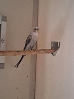 Blackwing mannen, Dieren en Toebehoren, Mannelijk, Tropenvogel