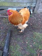 Brahma zwart colombia buff haan, Dieren en Toebehoren, Pluimvee, Mannelijk, Kip
