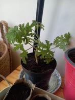 Citroen geranium, anti muggenplant!, Huis en Inrichting, Kamerplanten, Ophalen, Overige soorten, Minder dan 100 cm