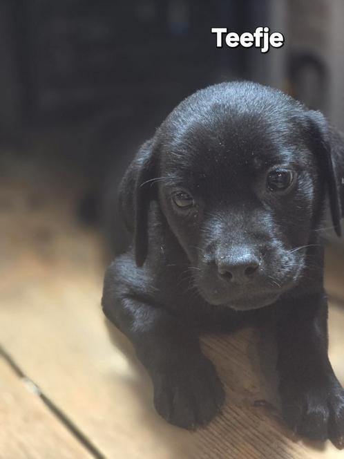 Foto update 08/09. Nog 3 Labrador x Golden Retriever pups., Dieren en Toebehoren, Honden | Retrievers, Spaniëls en Waterhonden