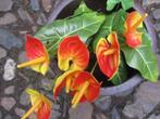 ANTHURIUM - KUNST - BOSJE - PLANT - ROOD & WIT