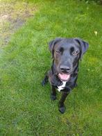 Pup 8 maandjes oud, Dieren en Toebehoren, Honden | Retrievers, Spaniëls en Waterhonden, Golden retriever, Rabiës (hondsdolheid)