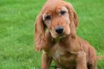 Engelse cocker spaniel pups 💖💖💖, Rabiës (hondsdolheid), 15 weken tot 1 jaar, Buitenland, Meerdere