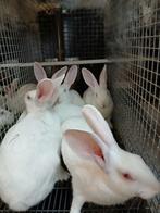 Hybride nieuw Zeelanders, Dieren en Toebehoren, Konijnen, Meerdere dieren, Middelgroot, 0 tot 2 jaar