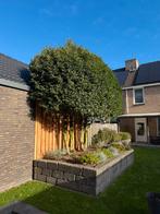 Gratis boom, Tuin en Terras, Ophalen of Verzenden, Volle zon, Overige soorten