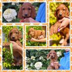 CHIOTS SETTERS IRLANDAIS ROUGES LOF, Rabiës (hondsdolheid), 8 tot 15 weken, Buitenland, Meerdere