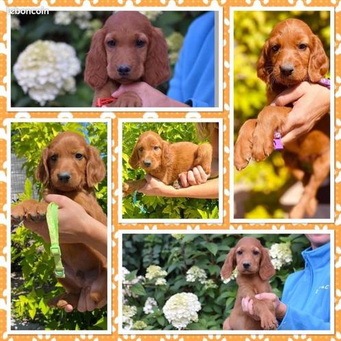 CHIOTS SETTERS IRLANDAIS ROUGES LOF, Dieren en Toebehoren, Honden | Setters en Staande honden, Meerdere dieren, Setter, Fokker | Professioneel
