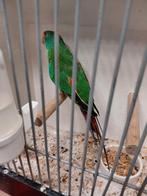 Swiftparkiet mannetje, Dieren en Toebehoren, Vogels | Parkieten en Papegaaien, Mannelijk, Parkiet