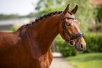 Elegante KWPN-ruin van Lennox U.S. x United, Gechipt, Ruin, Dressuurpaard, 3 tot 6 jaar