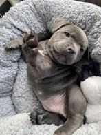 Gezocht! Engelse Stafford pup (teefje), Dieren en Toebehoren, Rabiës (hondsdolheid), 8 tot 15 weken, American Staffordshire Terriër