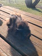 Mooie stoere cavia man, Januari, Mannelijk, Cavia