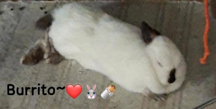 konijnen paartje, Dieren en Toebehoren, Konijnen, Middelgroot, Meerdere dieren, 0 tot 2 jaar