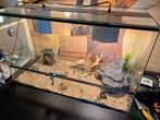 Terrarium met slot, Dieren en Toebehoren, Reptielen en Amfibieën | Toebehoren, Ophalen, Zo goed als nieuw, Terrarium of Paludarium