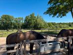 Per 1 oktober stal vrij voor pensioen paard op rustige stal!, Dieren en Toebehoren, Stalling en Weidegang, Weidegang, 1 paard of pony
