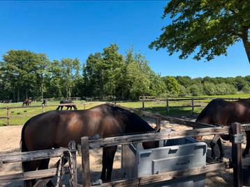Per 1 oktober stal vrij voor pensioen paard op rustige stal! beschikbaar voor biedingen