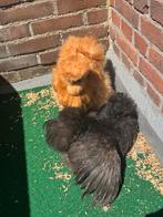 USA SILKIE HENNEN (1 jaar oud) handtam / leggen eieren, Dieren en Toebehoren, Pluimvee, Vrouwelijk, Kip