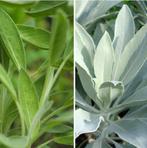 Salie zaden, Verzenden, Zaad